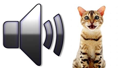 cat voice mp3|cat sound effects mp3.